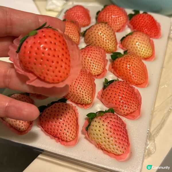 深圳掃貨🍓雲南粉脂🍓甜到爆💥