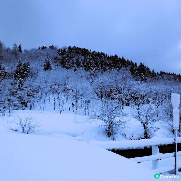 新潟積雪幾深？😱🤯