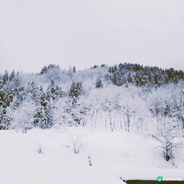 新潟積雪幾深？😱🤯