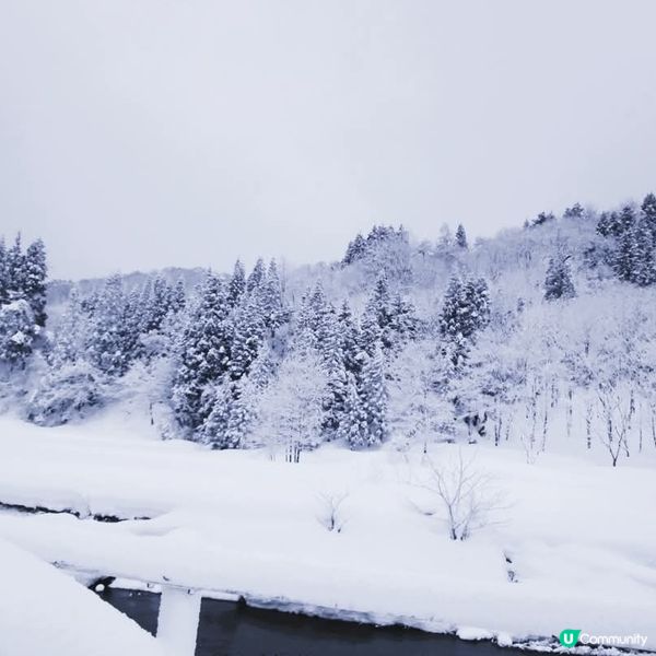 新潟積雪幾深？😱🤯