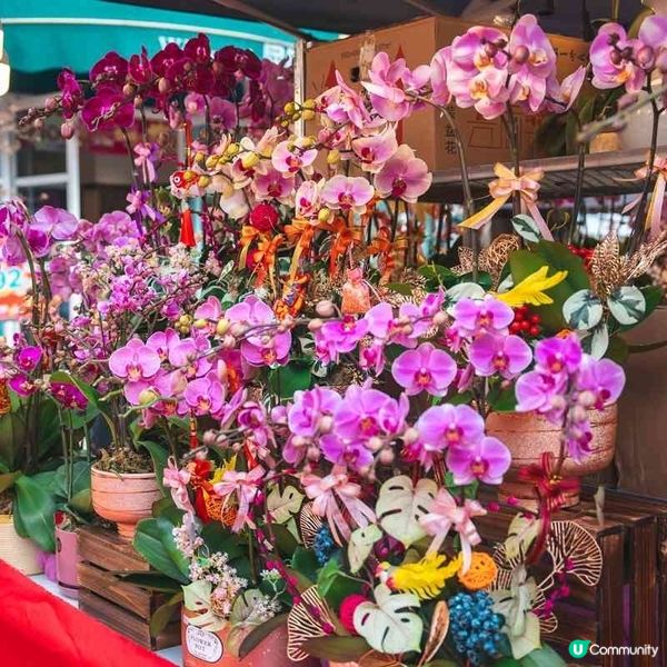 黃金海岸新春呈獻「魚躍龍門 百福具臻」彩燈會 