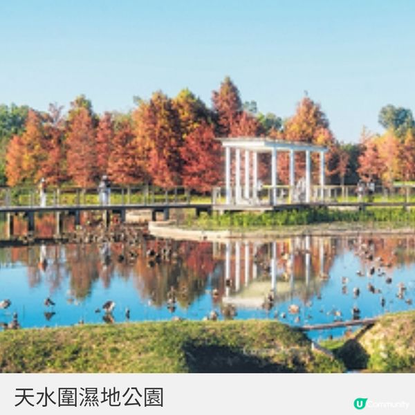 青衣公園落羽松盛放全港3大絕靚 打卡位