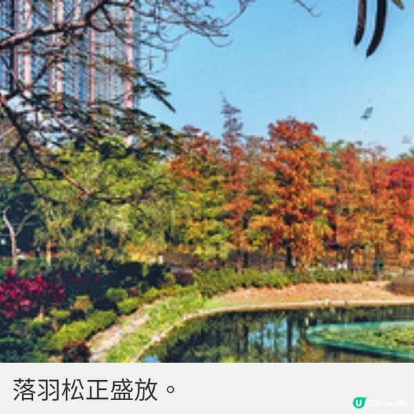 青衣公園落羽松盛放全港3大絕靚 打卡位