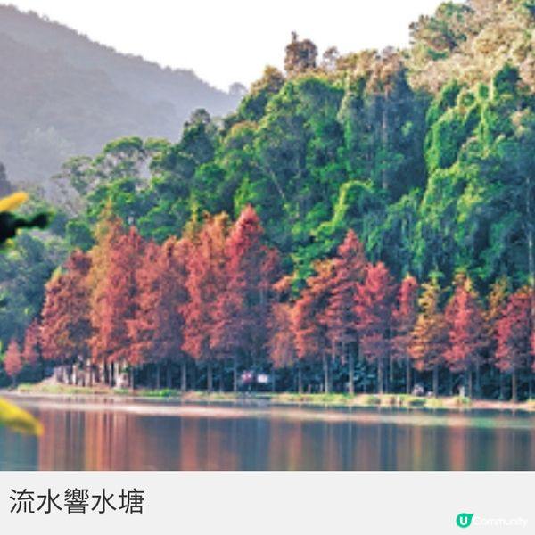 青衣公園落羽松盛放全港3大絕靚 打卡位