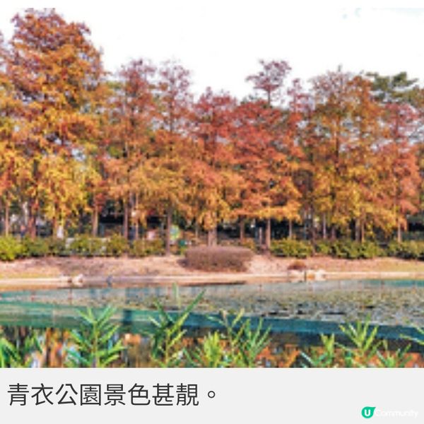 青衣公園落羽松盛放全港3大絕靚 打卡位