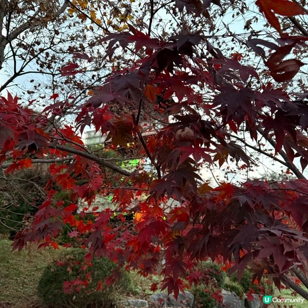 韓國🇰🇷 蒸雪蟹放題🦀