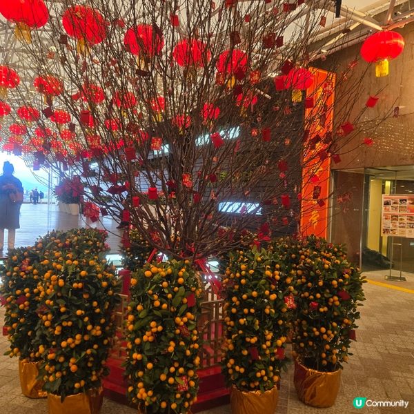 桃之夭夭，灼灼其華