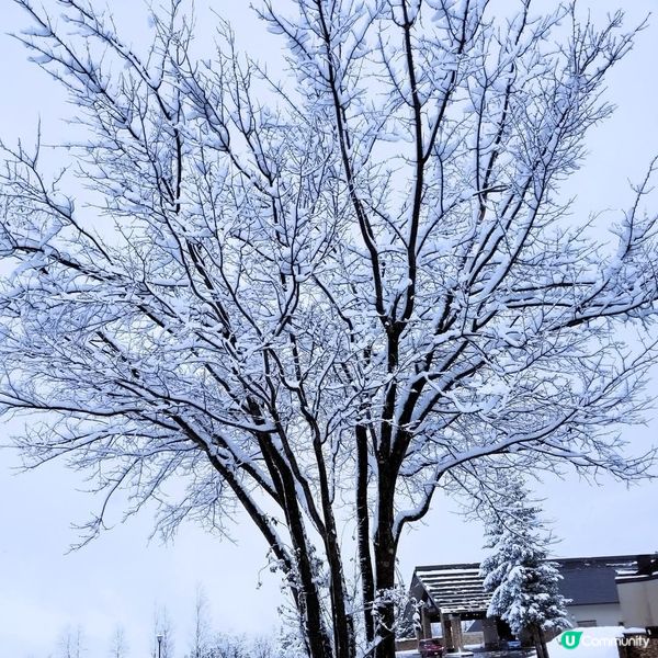 ## 新潟住宿推介 🏔️  
## 越後湯沢溫泉酒店 ♨️