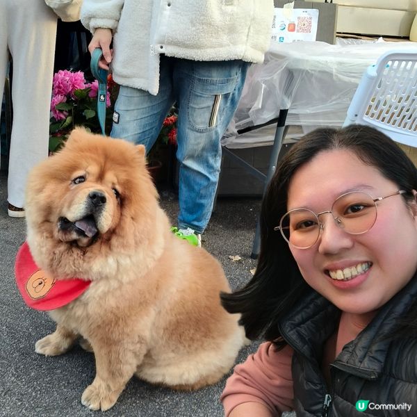 農曆新年精彩好去處丨大埔林村香港許願節