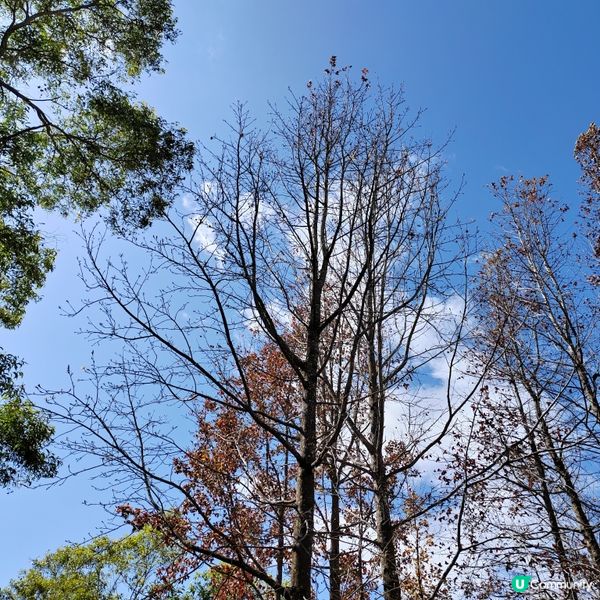 初三行山去！🚶‍♀️千島湖靚景，一家大小皆宜☀️