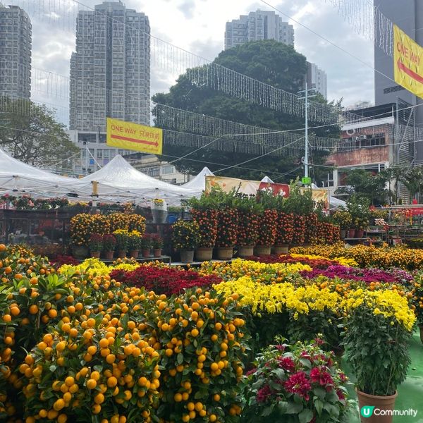 2025年上水花市開鑼🎉🎊，日與夜的回憶