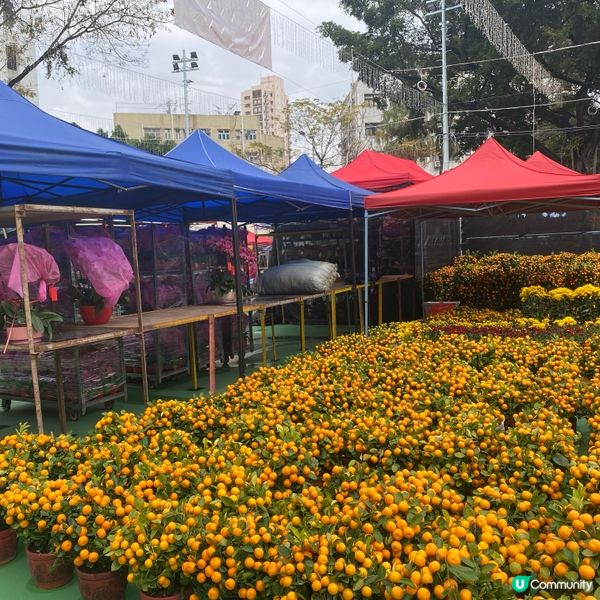 2025年上水花市開鑼🎉🎊，日與夜的回憶