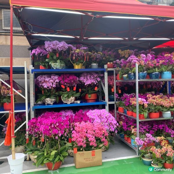 2025年上水花市開鑼🎉🎊，日與夜的回憶