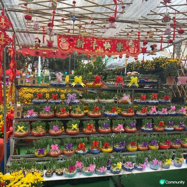 2025年上水花市開鑼🎉🎊，日與夜的回憶