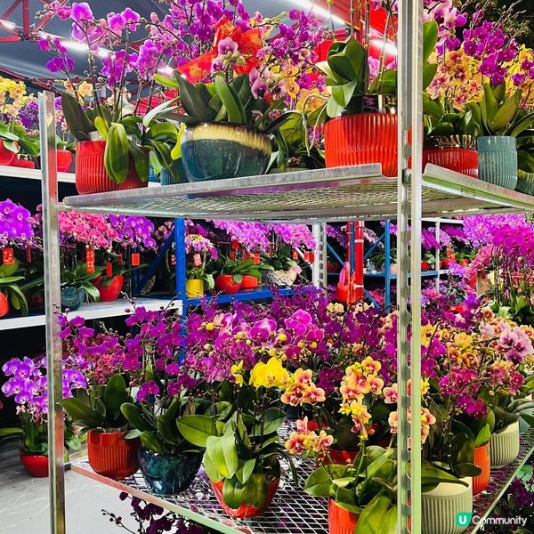 2025年上水花市開鑼🎉🎊，日與夜的回憶