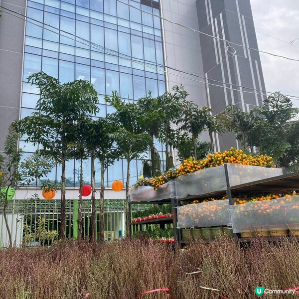 2025年上水花市開鑼🎉🎊，日與夜的回憶