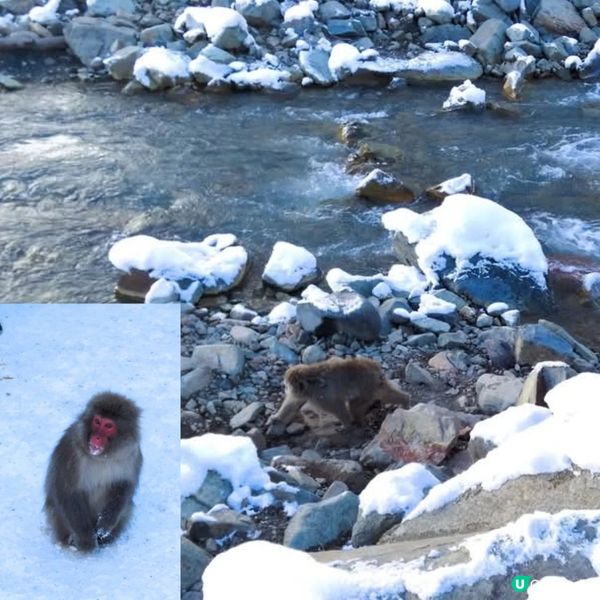 地獄谷野猿公苑~野生猴子