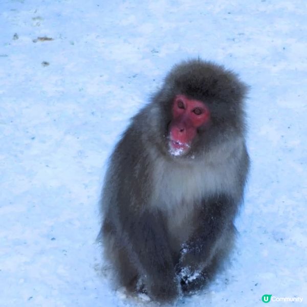 地獄谷野猿公苑~野生猴子