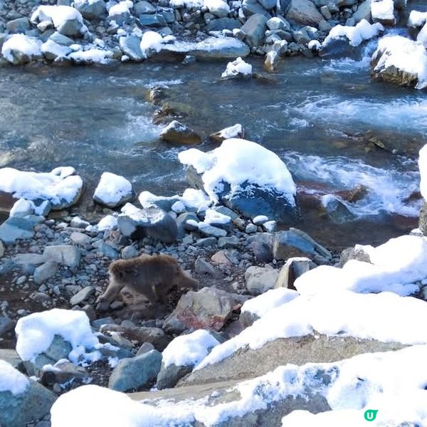 地獄谷野猿公苑~野生猴子