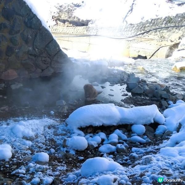 地獄谷野猿公苑~野生猴子