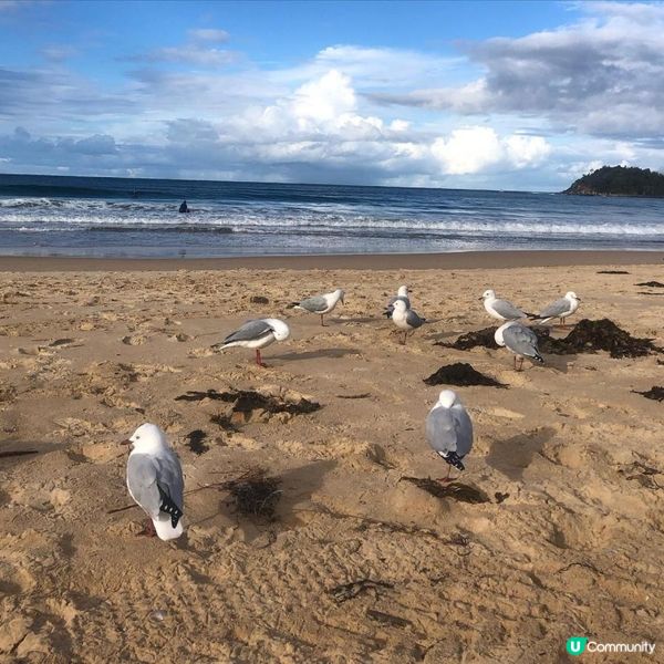 澳洲墨爾本自由行—海灘出發！