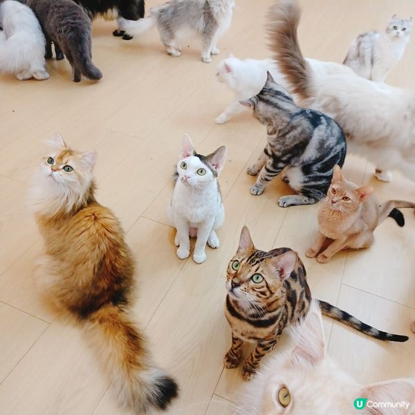 ## 深圳南山貓咪天堂！🐱 114隻貓貓任你睇！🤩