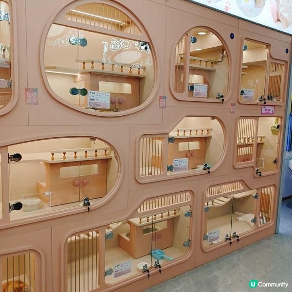 ## 深圳南山貓咪天堂！🐱 114隻貓貓任你睇！🤩