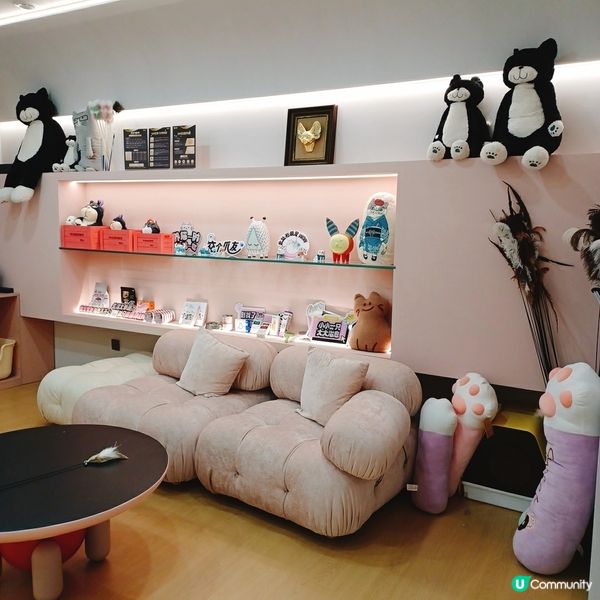 ## 深圳南山貓咪天堂！🐱 114隻貓貓任你睇！🤩