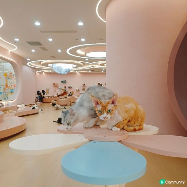 ## 深圳南山貓咪天堂！🐱 114隻貓貓任你睇！🤩