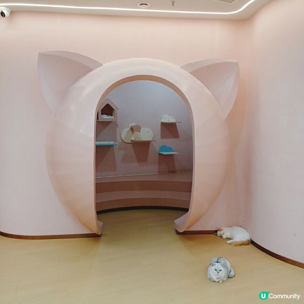 ## 深圳南山貓咪天堂！🐱 114隻貓貓任你睇！🤩