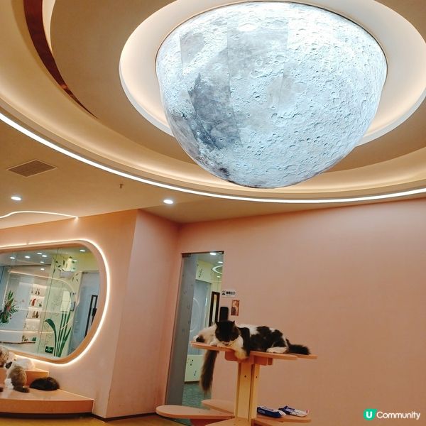 ## 深圳南山貓咪天堂！🐱 114隻貓貓任你睇！🤩