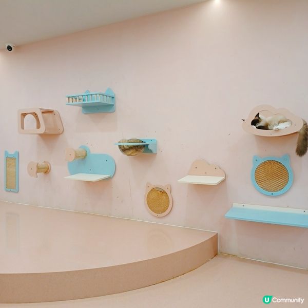 ## 深圳南山貓咪天堂！🐱 114隻貓貓任你睇！🤩