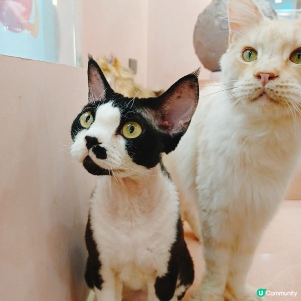 ## 深圳南山貓咪天堂！🐱 114隻貓貓任你睇！🤩