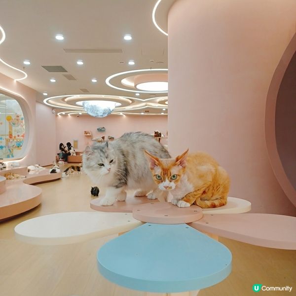 ## 深圳南山貓咪天堂！🐱 114隻貓貓任你睇！🤩