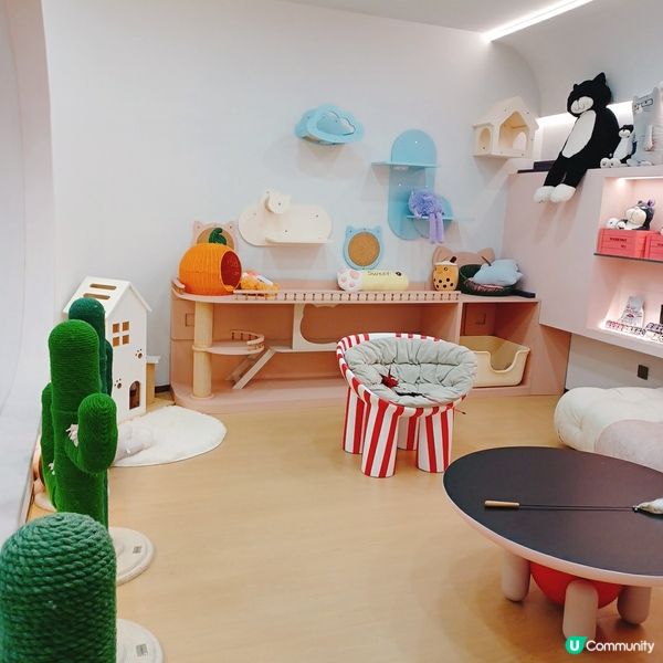 ## 深圳南山貓咪天堂！🐱 114隻貓貓任你睇！🤩