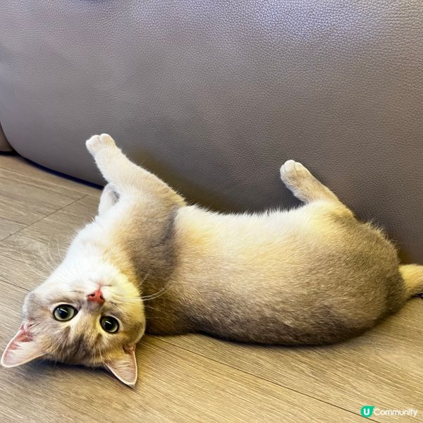 My Little Cat ❤️