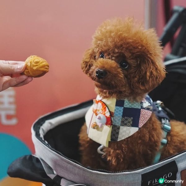 朗豪坊《魚樂甜蜜園遊晚會》及白紙市集 