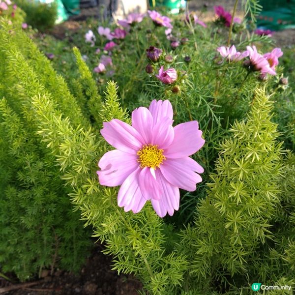 觀賞日落好去處