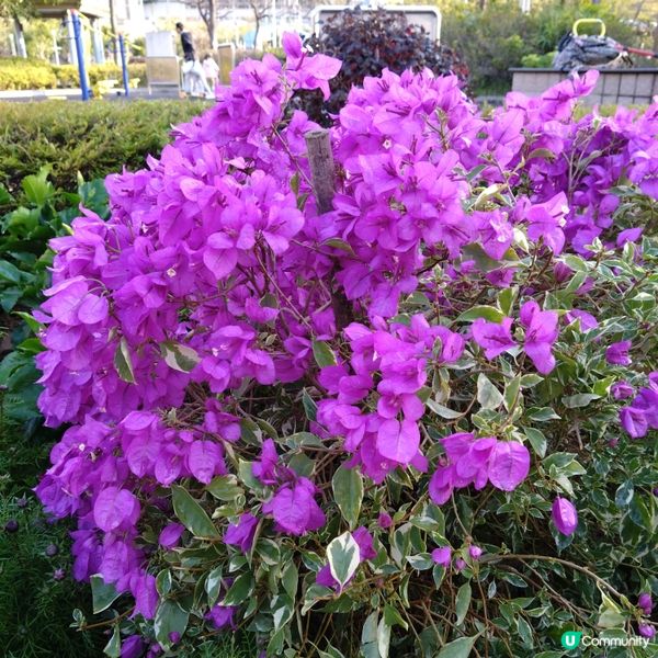 觀賞日落好去處