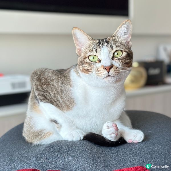 傻叮乜坐到咁有型呀