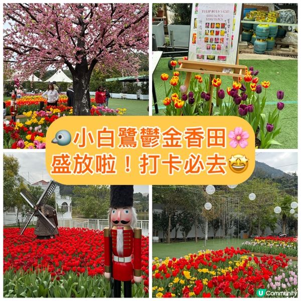 🐦小白鷺鬱金香田🌸盛放啦！打卡必去🤩