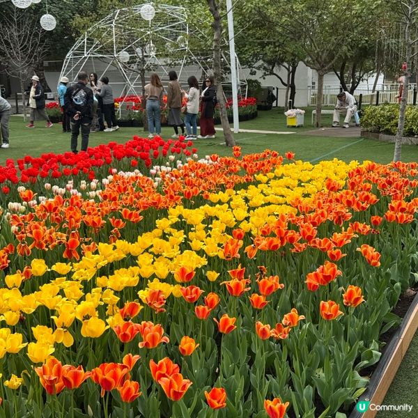 🐦小白鷺鬱金香田🌸盛放啦！打卡必去🤩