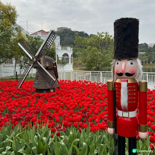 🐦小白鷺鬱金香田🌸盛放啦！打卡必去🤩