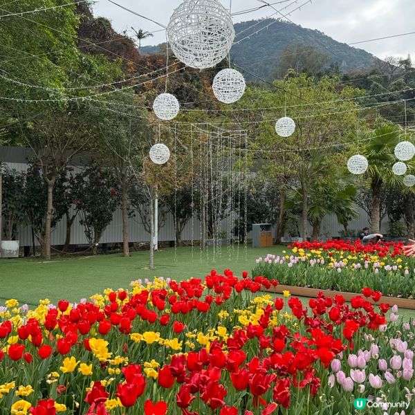 🐦小白鷺鬱金香田🌸盛放啦！打卡必去🤩