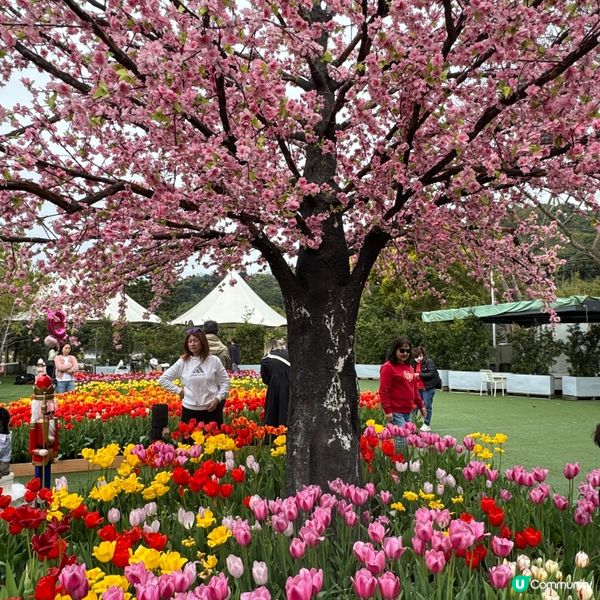 🐦小白鷺鬱金香田🌸盛放啦！打卡必去🤩
