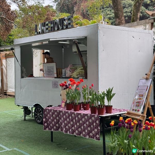 🐦小白鷺鬱金香田🌸盛放啦！打卡必去🤩