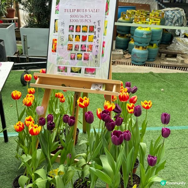 🐦小白鷺鬱金香田🌸盛放啦！打卡必去🤩