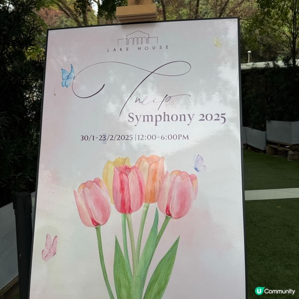 🐦小白鷺鬱金香田🌸盛放啦！打卡必去🤩