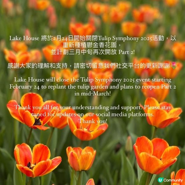 🐦小白鷺鬱金香田🌸盛放啦！打卡必去🤩