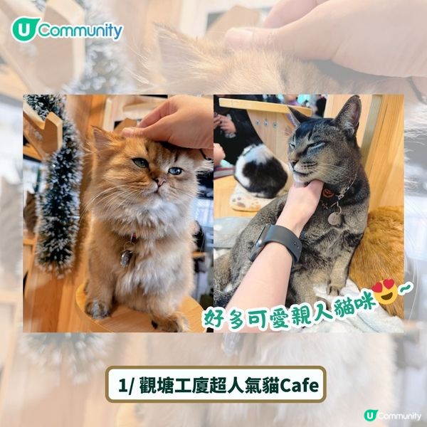 全港4間超治癒貓Cafe💕社群送喵星人「好物試用組合」